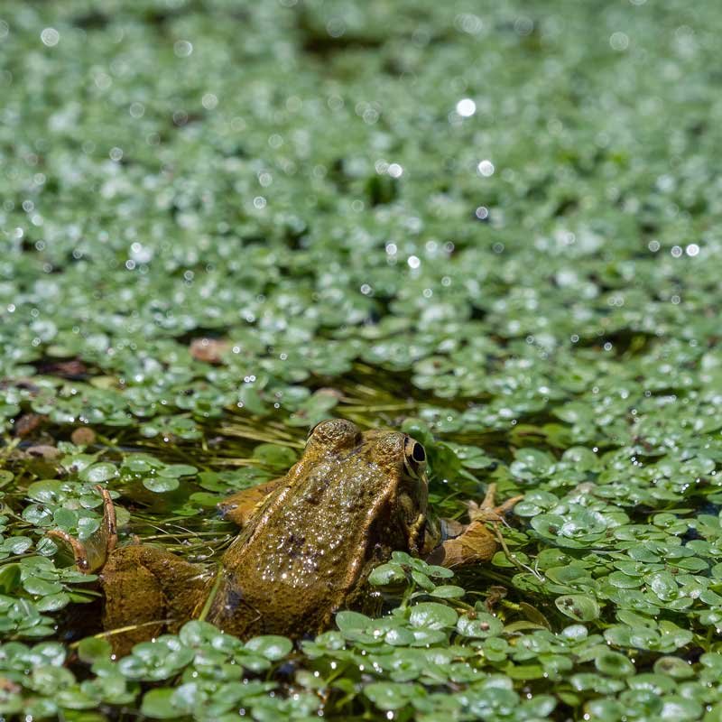 Eutrophication Modeling in Lakes