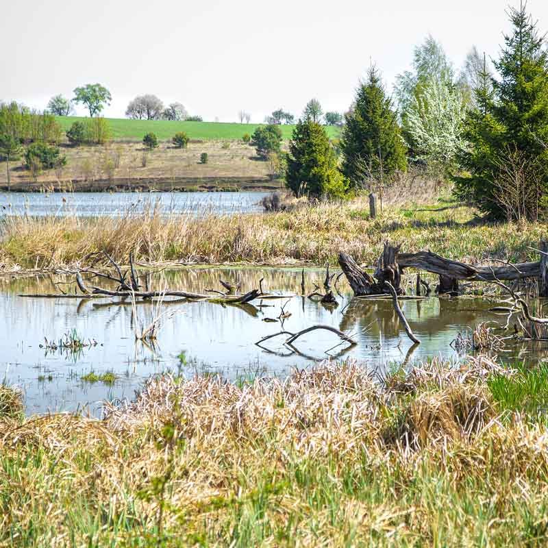Environmental Impact Assessments